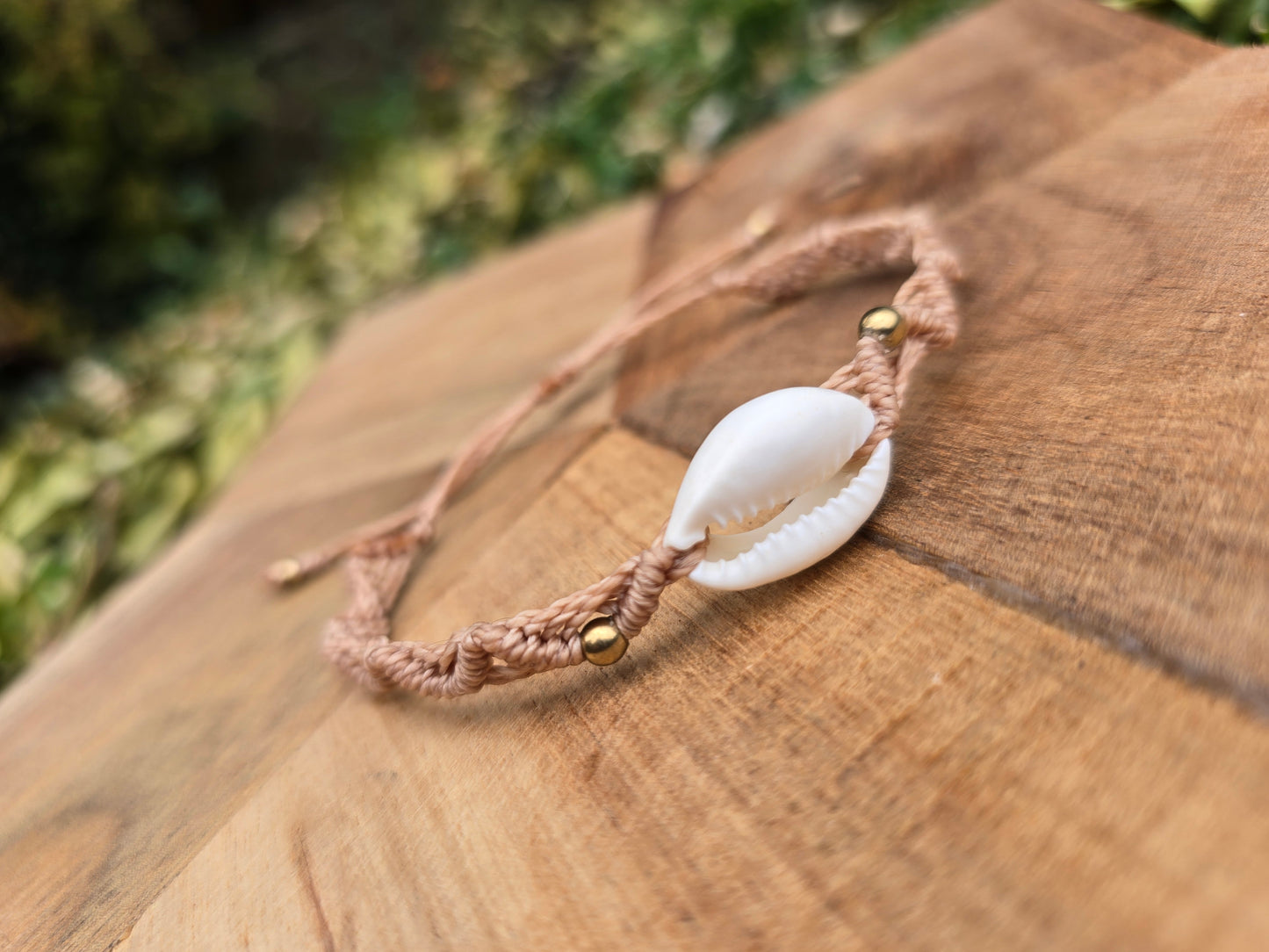 ♡Cowrie Shell♡